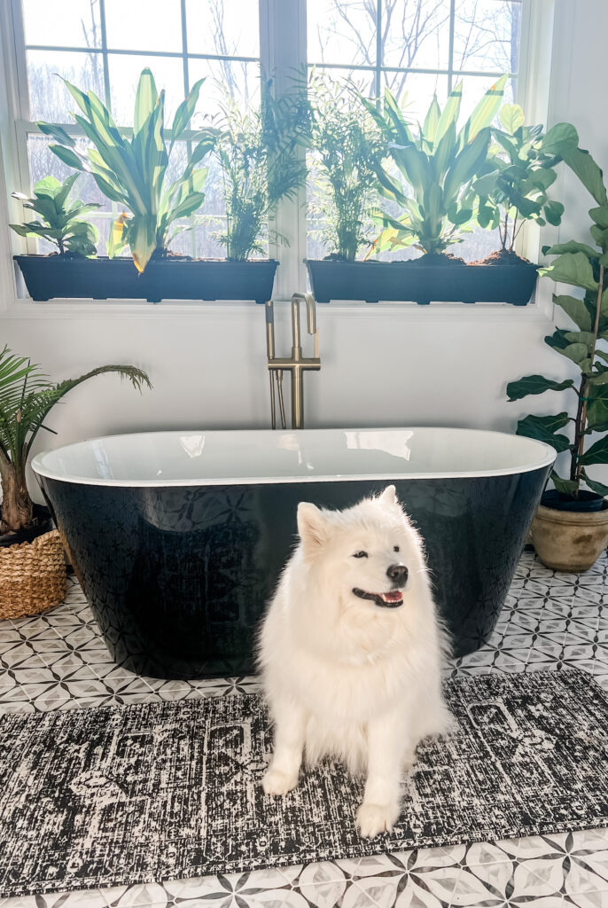 Samoyed dog in bathroom 