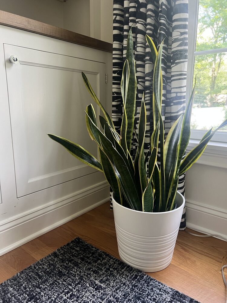 Snake Plant
